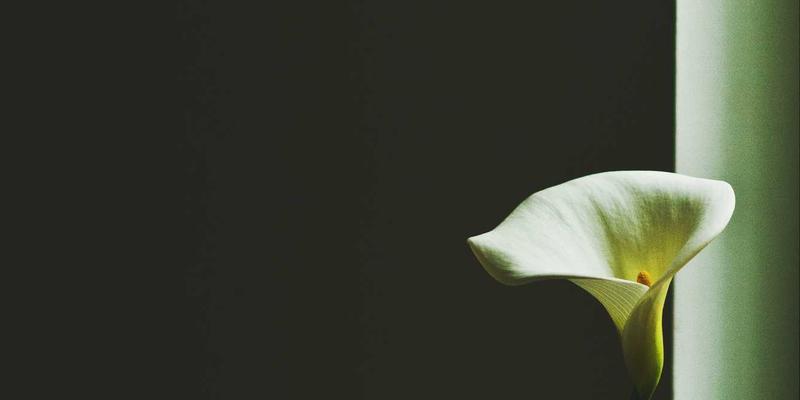 会展服务与庆典活动全案解析：中远汇如何打造卓越品牌体验